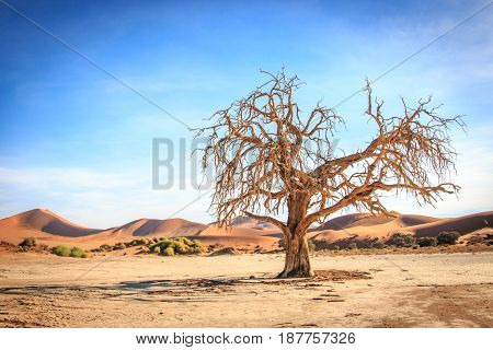 Dead Tree In The Sossusvlei Desert.