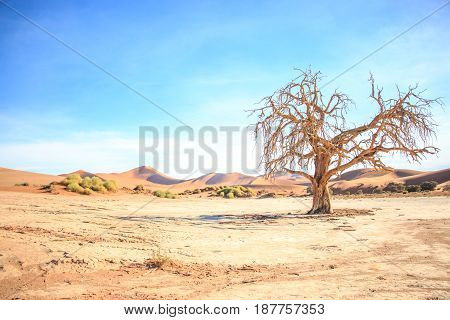 Dead Tree In The Sossusvlei Desert.