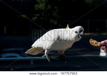 Australian Sulphur-crested Cockatoo (Cacatua galerita) eating a cracker/biscuit standing on a balcony rail. Gosford New South Wales Australia. photograph by Geoff Childs.