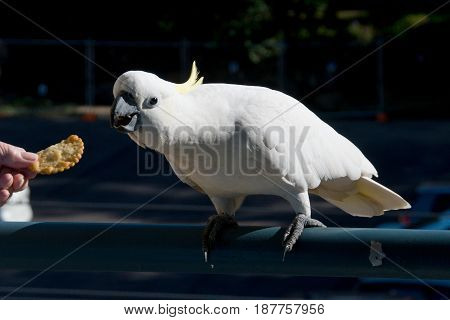 Australian Sulphur-crested Cockatoo (Cacatua galerita) eating a cracker/biscuit standing on a balcony rail. Gosford New South Wales Australia. photograph by Geoff Childs.