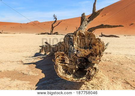Dead Tree In The Sossusvlei Desert.