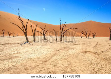 Dead Tree In The Sossusvlei Desert.