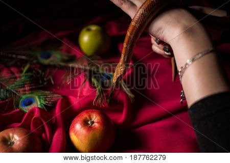 The Snake In The Witch's Hands Over Poisoned Apples