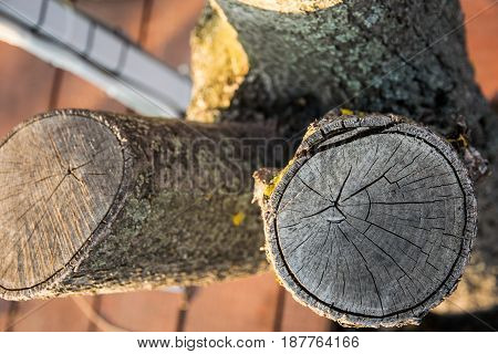 Cut and pruned trees and bushes in cities and parks