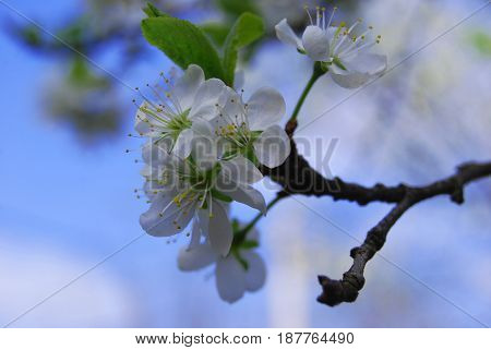 Photo iPlum blossoms in spring in May in micron macro. Plum blossoms against the blue sky.