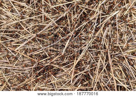 Family Of Ants In An Anthill Close-up