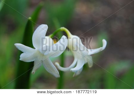 Crocuses white flowers in spring in micro