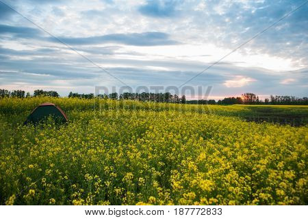 Tourist Tent On Rapeseed Field At Sunset,