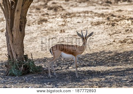 Dorcas gazelle (Gazella dorcas) inhabits desert areas of Africa and Middle East