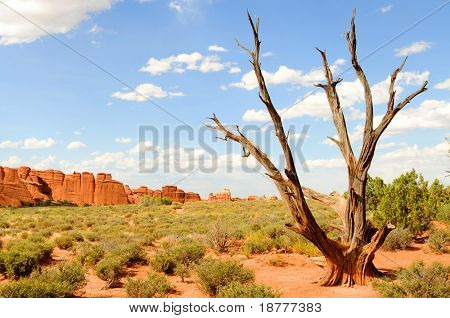 Mrtvý strom v pouštní krajině, zastřelil v národním parku Arches poblíž Moáb, Utah, USA.