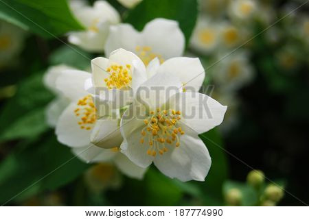 Sprig of blossoming white jasmine in macro