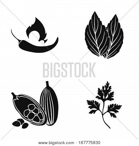 Chili, basil, cocoa beans, parsley.Herbs and spices set collection icons in black style vector symbol stock illustration .