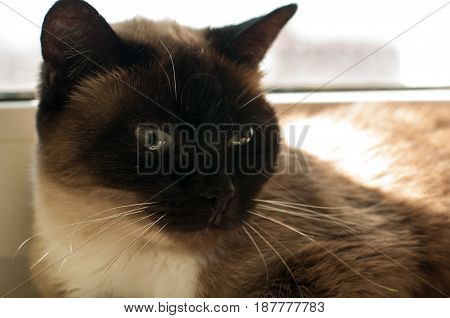 Cute Blue-eyed Siamese Cat Sitting On Chair