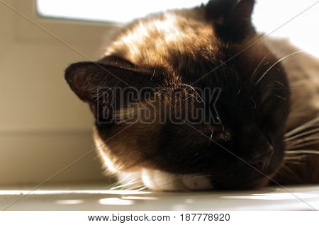 cute blue-eyed siamese cat sitting on chair