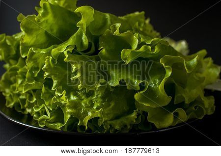 fresh Salad leaf. Lettuce on black background.
