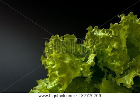 Salad Leaf. Lettuce On Black Background.