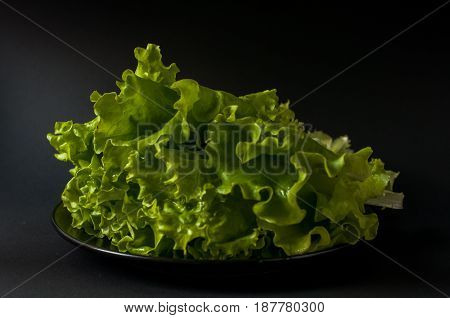 Salad Leaf. Lettuce On Black Background.