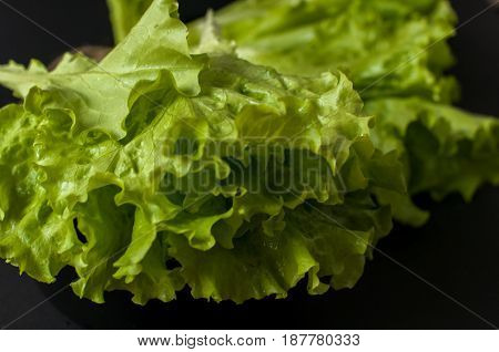 Fresh Salad leaf. Lettuce on black background.