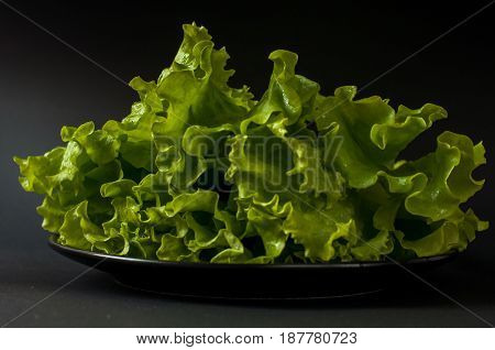 Fresh Salad leaf. Lettuce on black background.