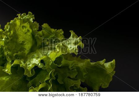 Fresh Salad leaf. Lettuce on black background.