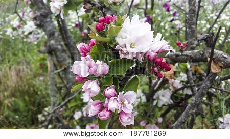 Apple tree flowers macro. Beautiful pink and white flowers.