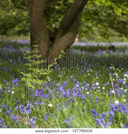 Stunning Vibrant Landscape Image Of Blubell Woods In English Countryside In Spring