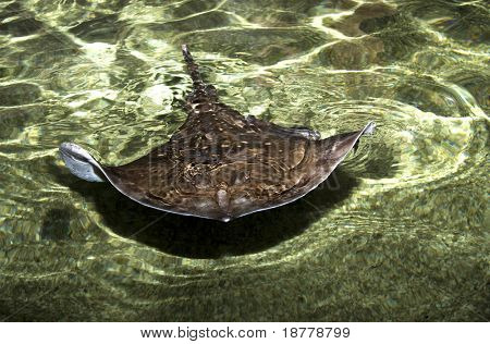 Ein Sting Ray in seichtem Wasser
