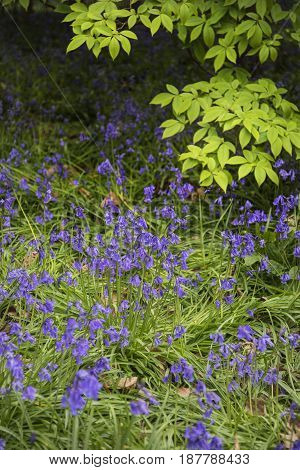 Stunning Vibrant Landscape Image Of Blubell Woods In English Countryside In Spring