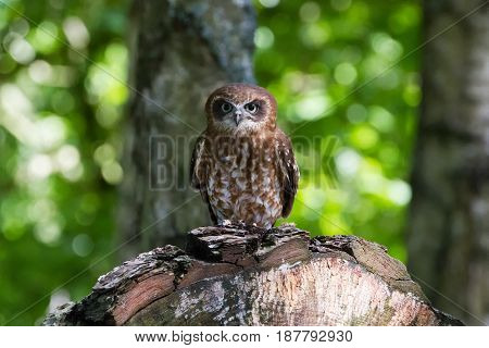Southern Boobook Owl ((ninox Boobook) Of Australisia