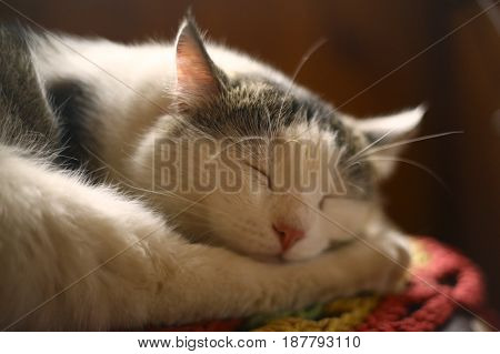 cat sleeping on wooden chair in country house interiour close up photo