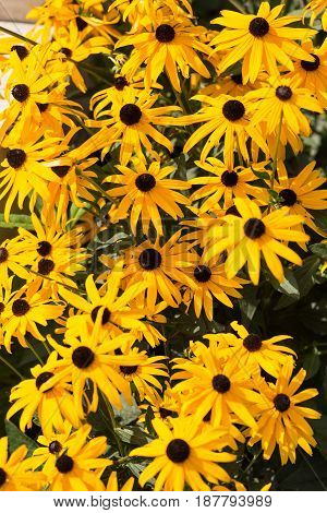 Rudbekia Yellow Daisy flowers in ornamental garden