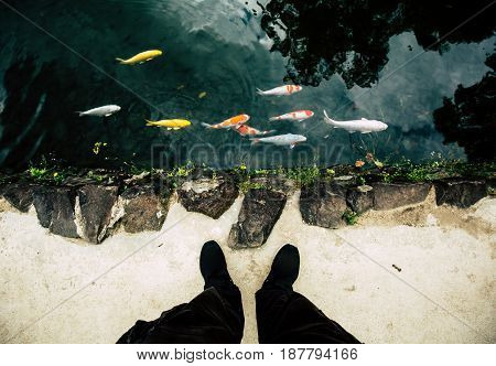 Top view of beautiful Japanese fish carp, swimming in a pond. Feet on the shore Japanese Ritsurin park