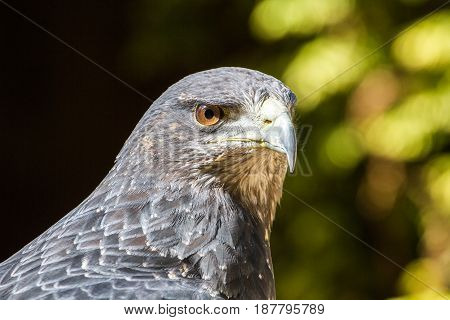 Black Chested Buzzard Eagle Portrait (Buteo Melanoleucus)
