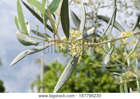 Leaves And Olive Shoots With Bunch Of Buds