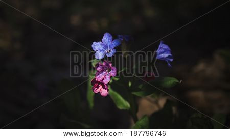 small blue field flower with dark green background