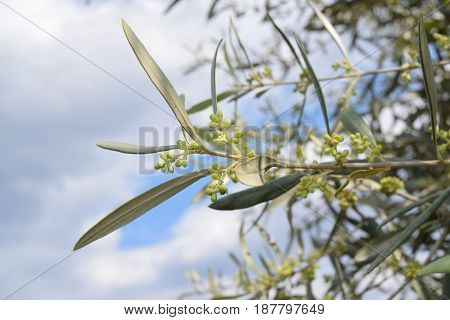 Leaves And Olive Shoots With Bunch Of Buds