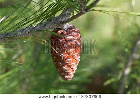 Cone of an Aleppo pine (Pinus halepensis)