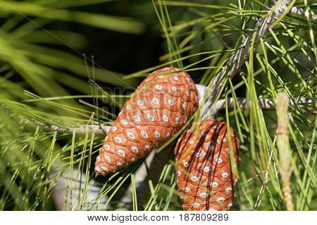 Cone of an Aleppo pine (Pinus halepensis)