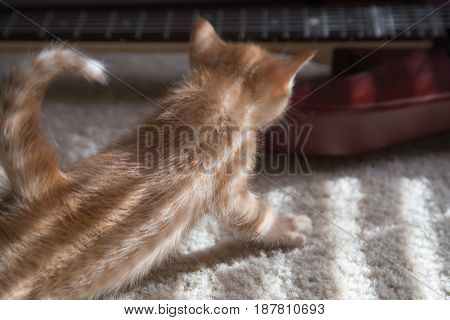 Yellow Tabby cat playing in the shadow.