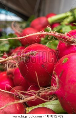 Closeup of bunches of red radishes with green leaves on sale at a market