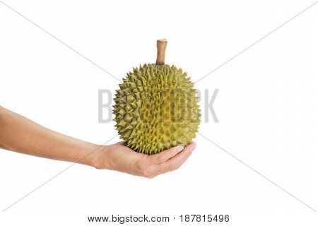 Hand holding ripe durian fruit isolated on white background