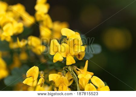 Flowers of a scorpion senna (Hippocrepis emerus)