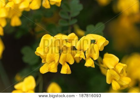 Flowers of a scorpion senna (Hippocrepis emerus)