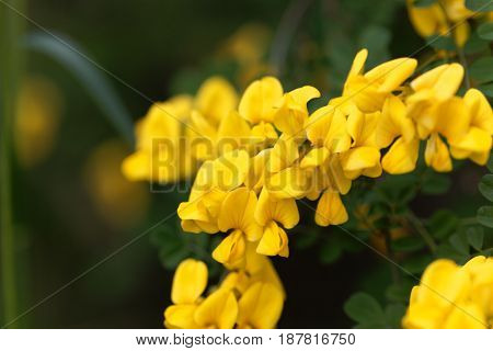Flowers of a scorpion senna (Hippocrepis emerus)