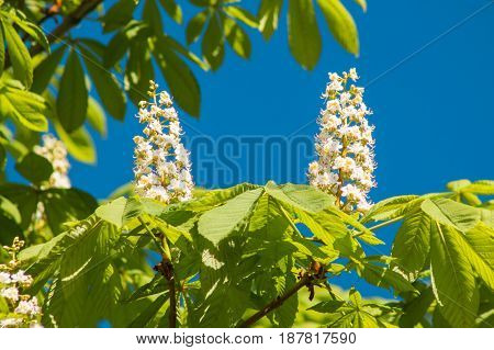 Blossoming Chestnut Tree Against Clear Blue Sky