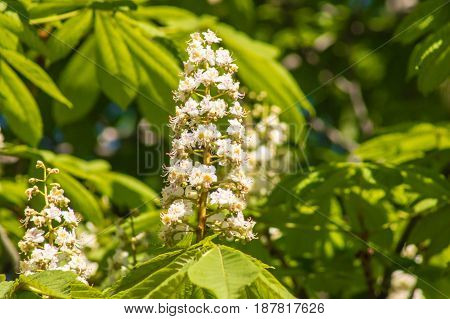 Blooming Chestnut Against The Blue Sky On A Sunny Day