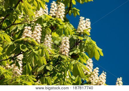 Blossoming Chestnut Tree Against Clear Blue Sky