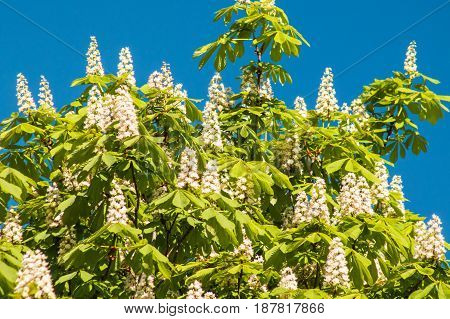 Blooming Chestnut Against The Blue Sky On A Sunny Day