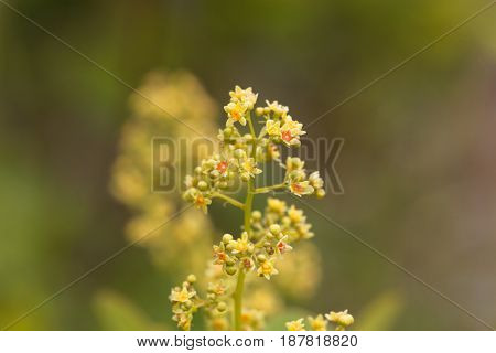 Flowers of an European smoketree (Cotinus coggygria)