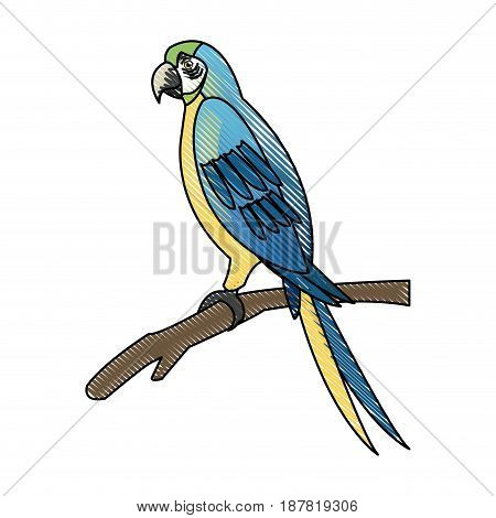 macaw amazon bird brazil wildlife image vector illustration
